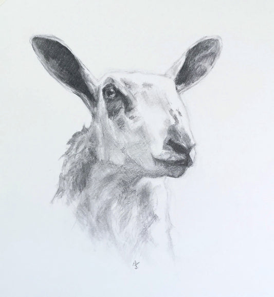 Original Charcoal Drawing - Blue Faced Leicester Sheep