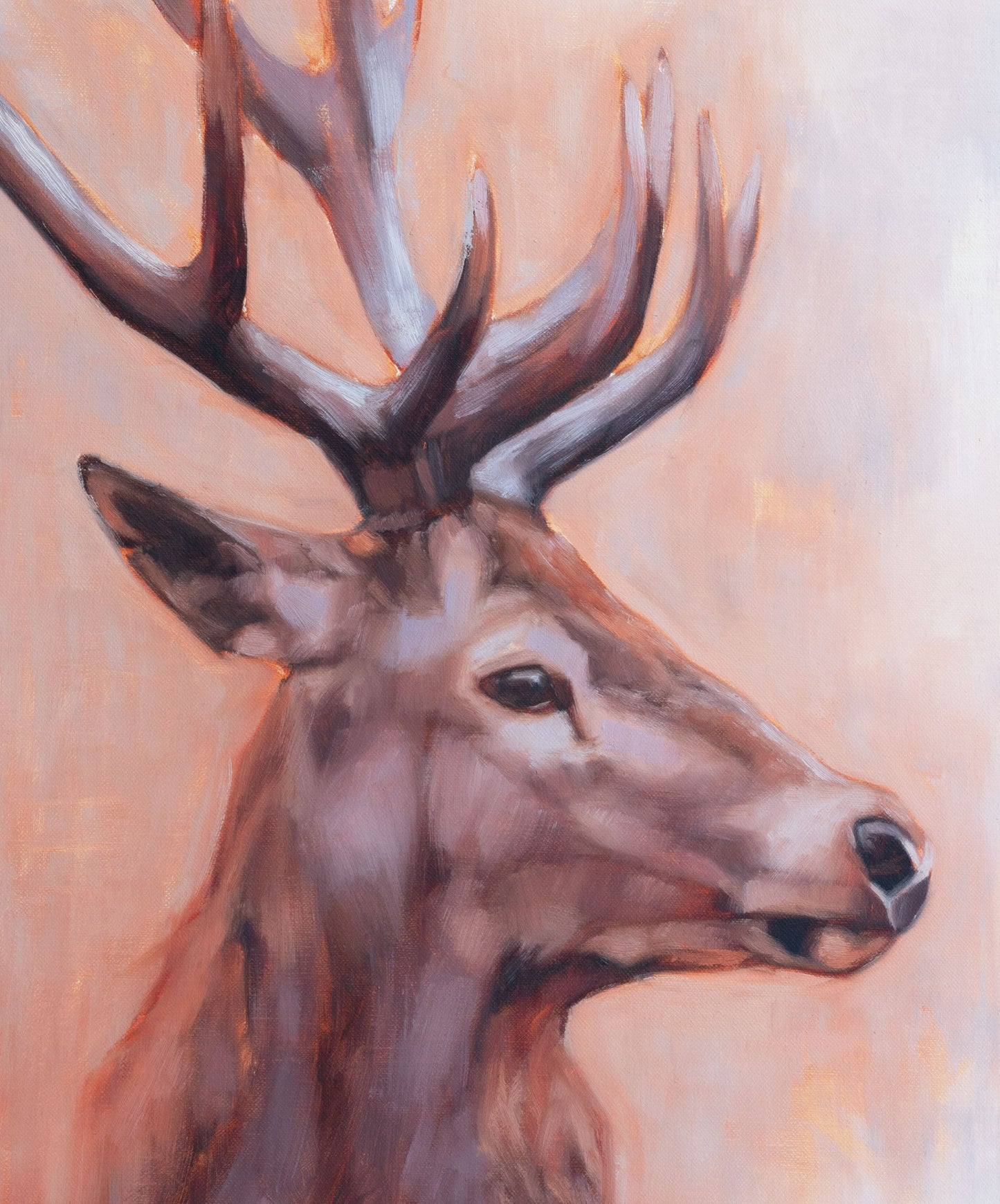 'Majestic' Red Deer Stag - 12" x 16" Giclee Print