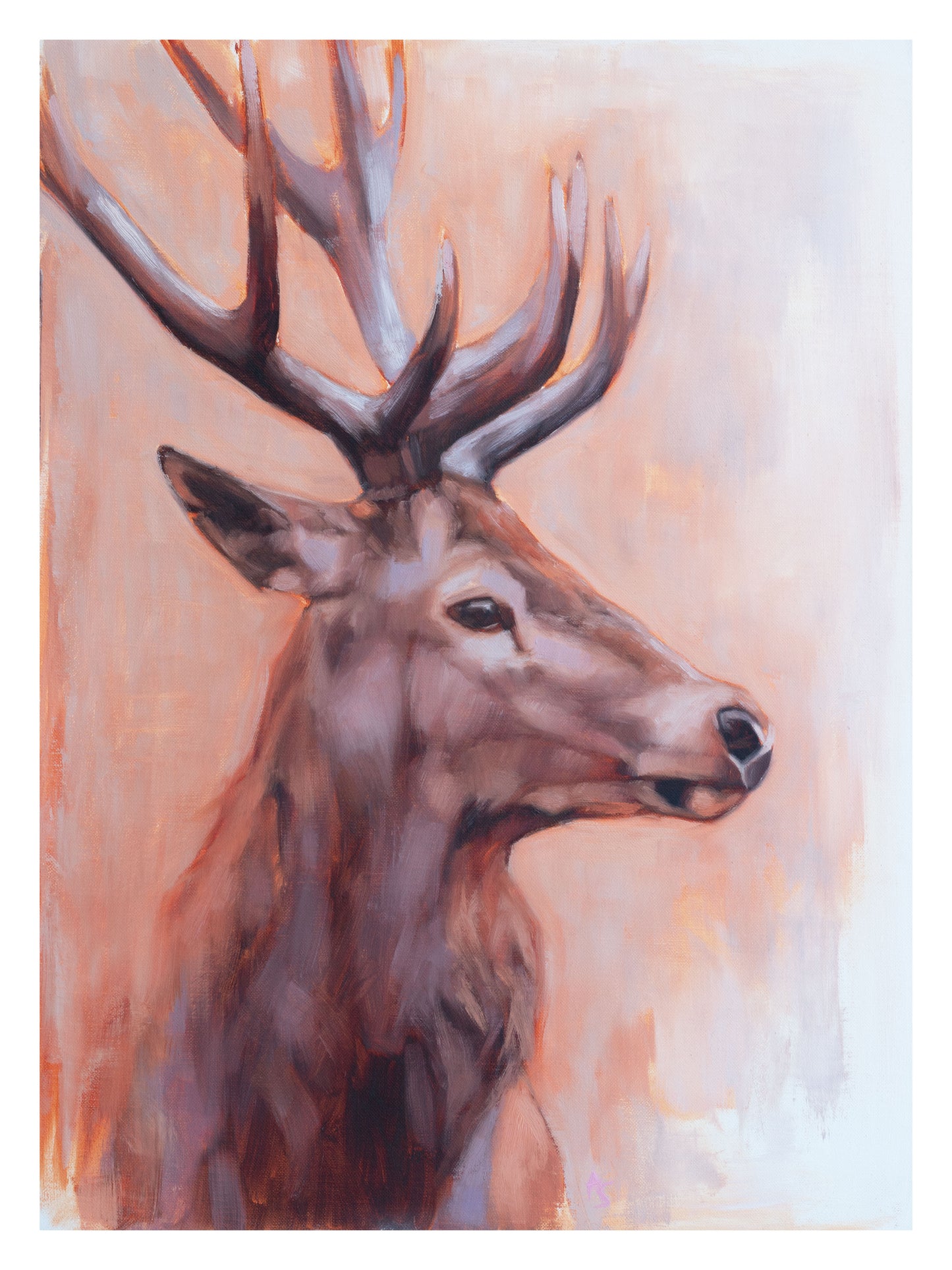 'Majestic' Red Deer Stag - 12" x 16" Giclee Print