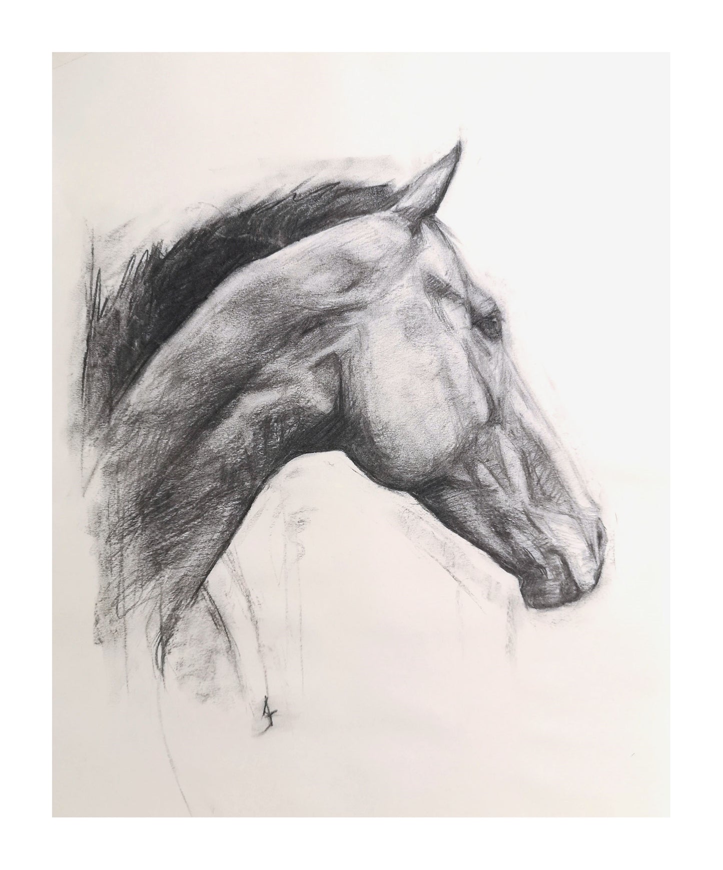 Original Horse Charcoal Drawing