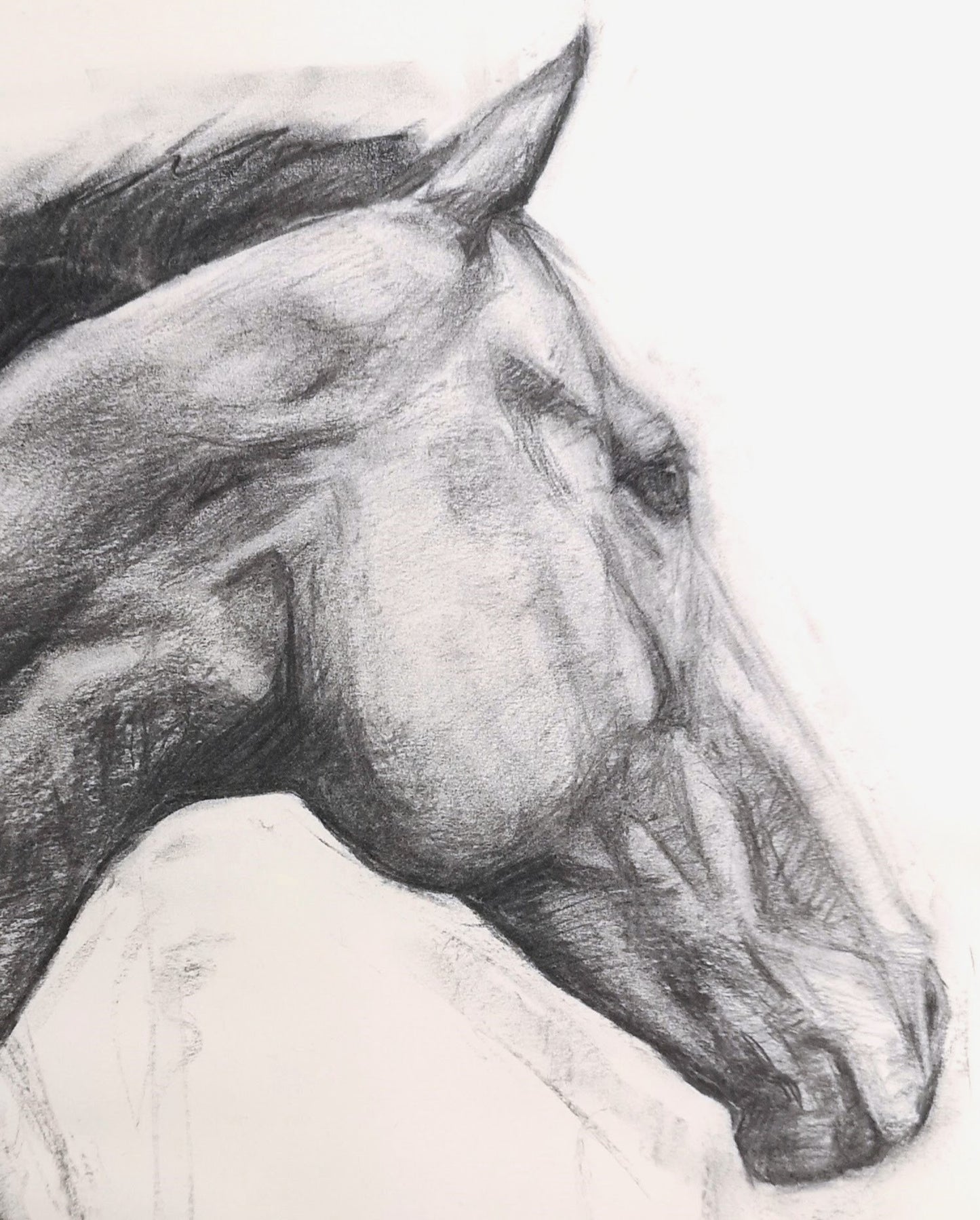 Original Horse Charcoal Drawing