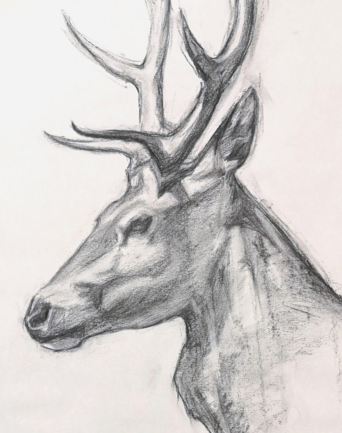Original Red Stag Charcoal Drawing