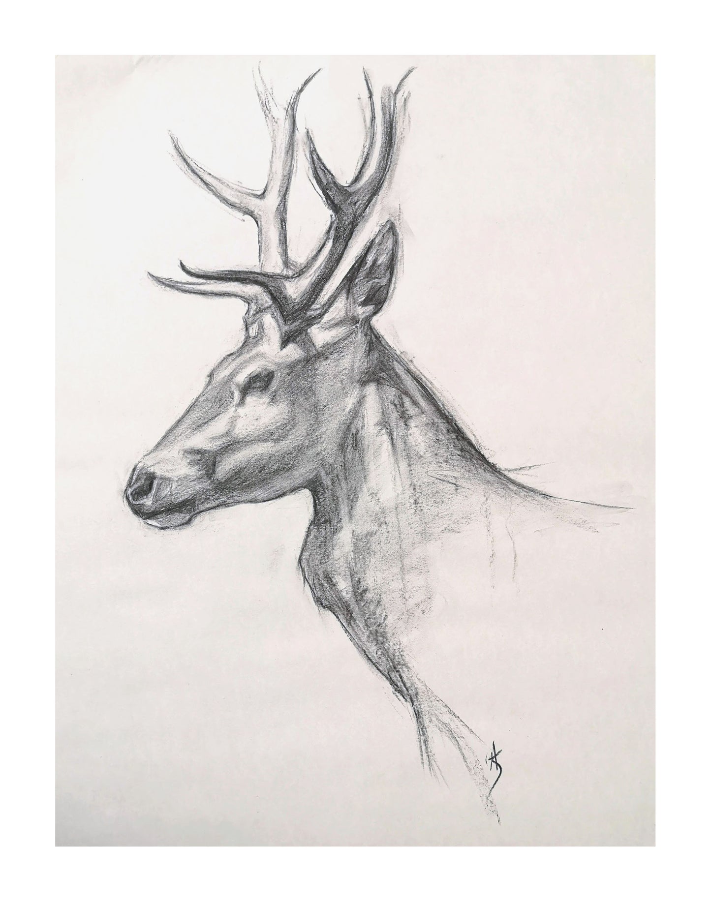 Original Red Stag Charcoal Drawing