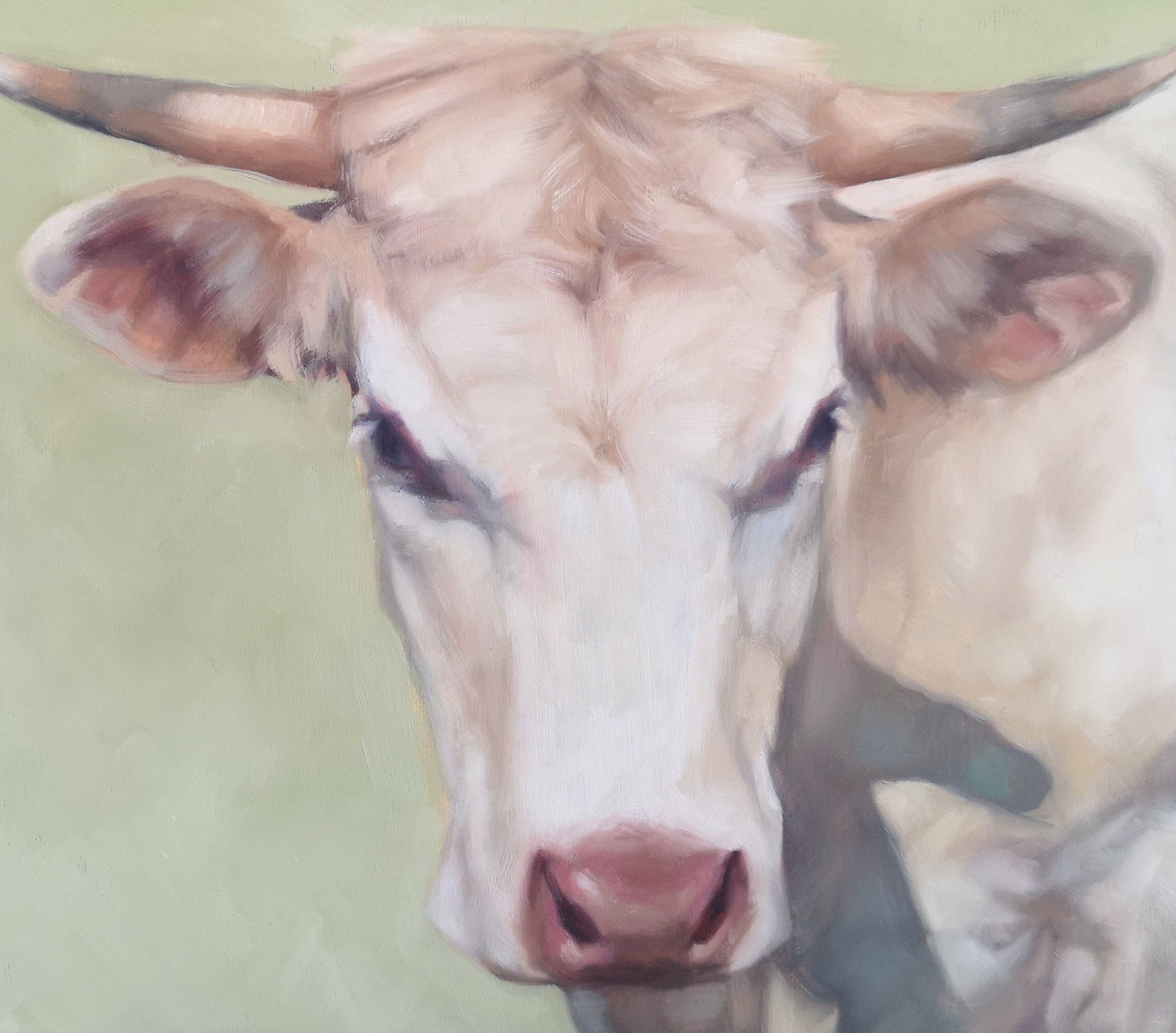 Charolais Cow - Original Oil Painting