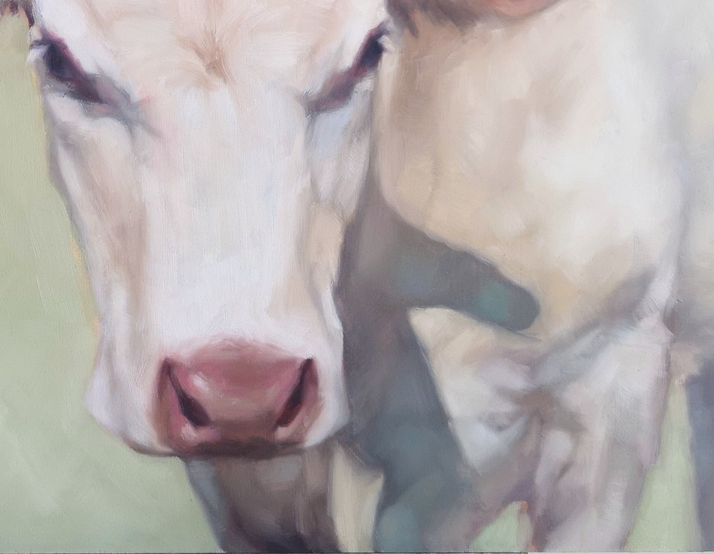 Charolais Cow - Original Oil Painting