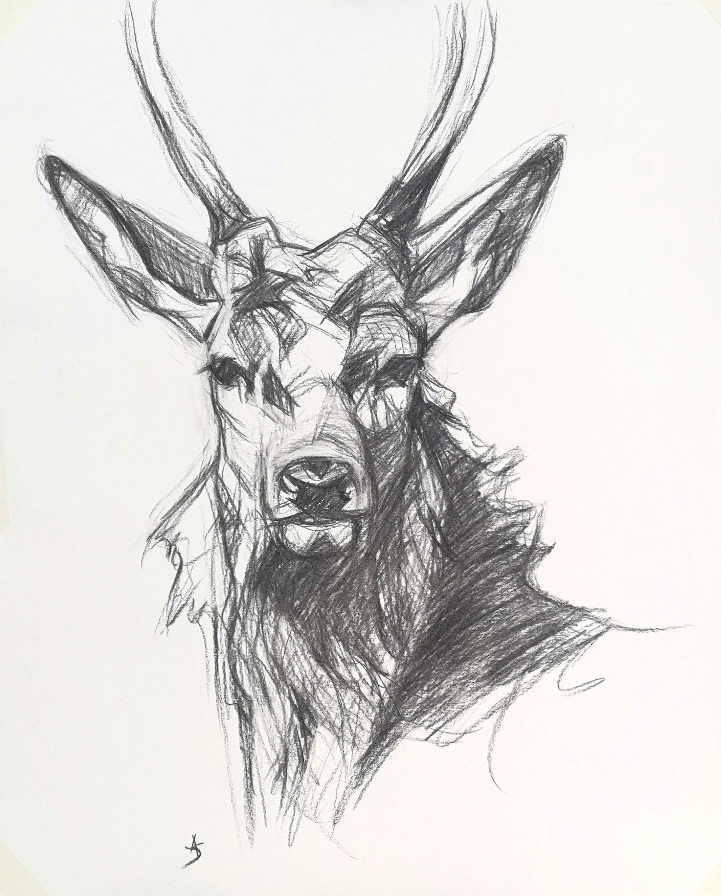 Original Charcoal Drawing - Red Stag