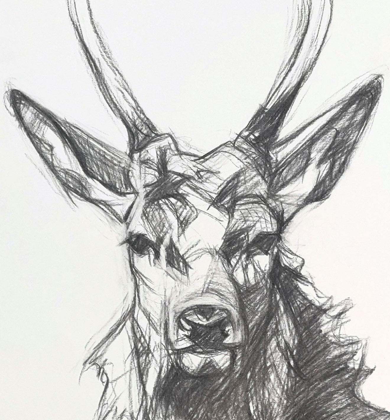 Original Charcoal Drawing - Red Stag