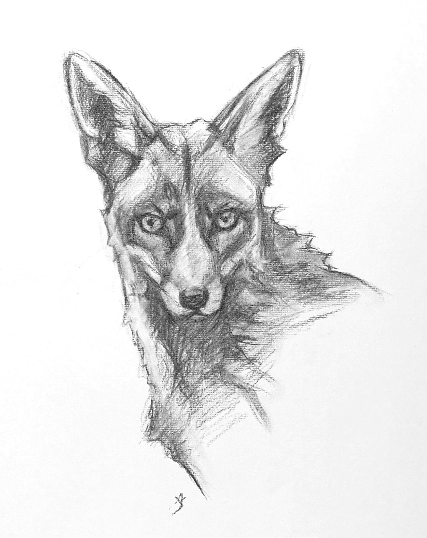 Original Charcoal Drawing - Red Fox