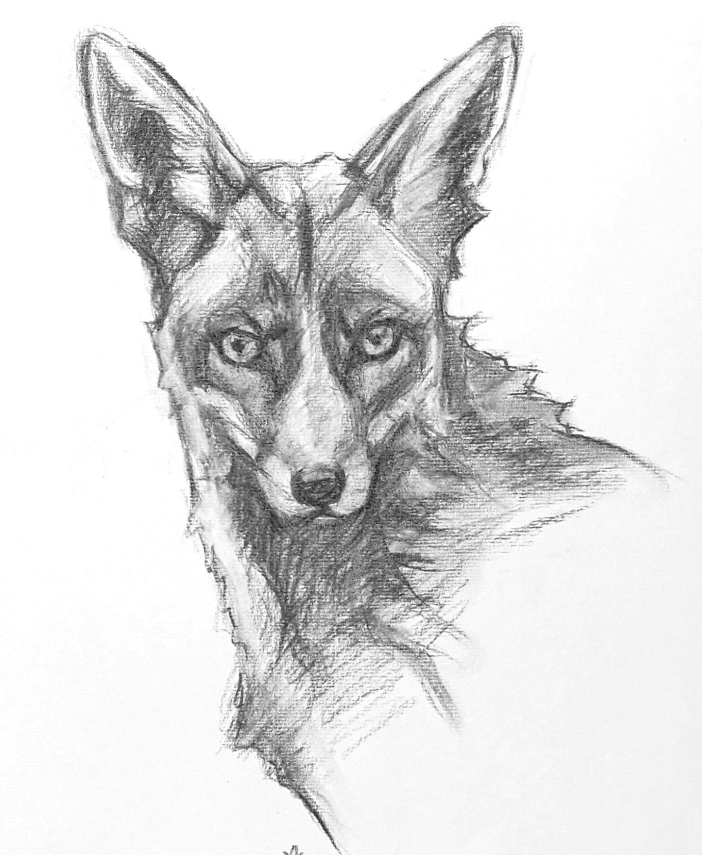 Original Charcoal Drawing - Red Fox