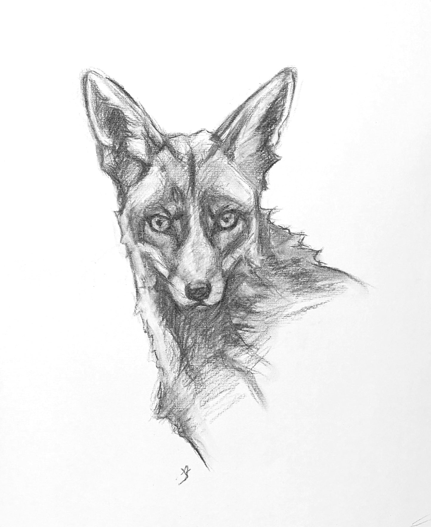 Original Charcoal Drawing - Red Fox