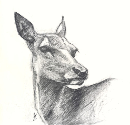 Original Charcoal Drawing - Female Red Deer