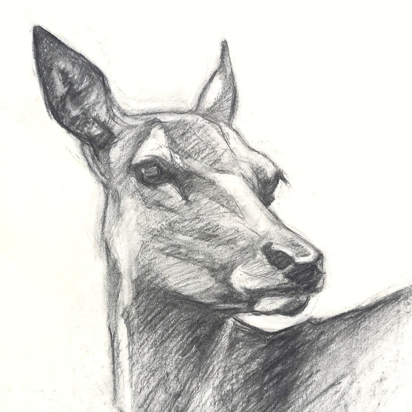 Original Charcoal Drawing - Female Red Deer