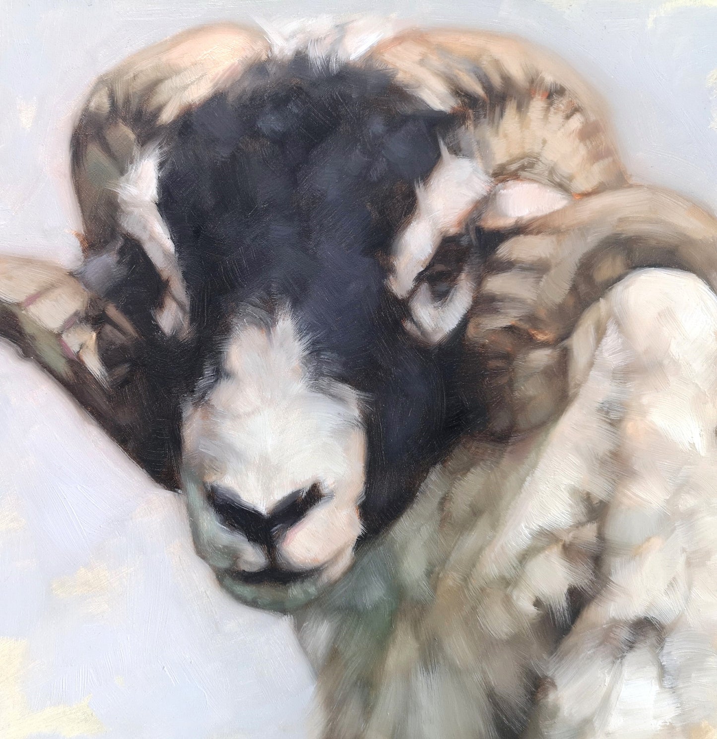 Swaledale Sheep - Original Oil Painting