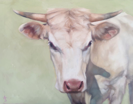 Charolais Cow - Original Oil Painting