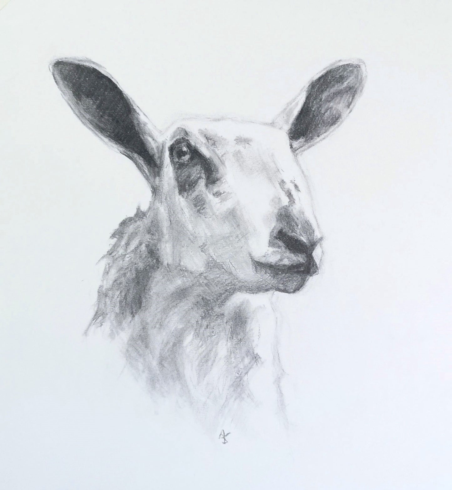 Original Charcoal Drawing - Blue Faced Leicester Sheep