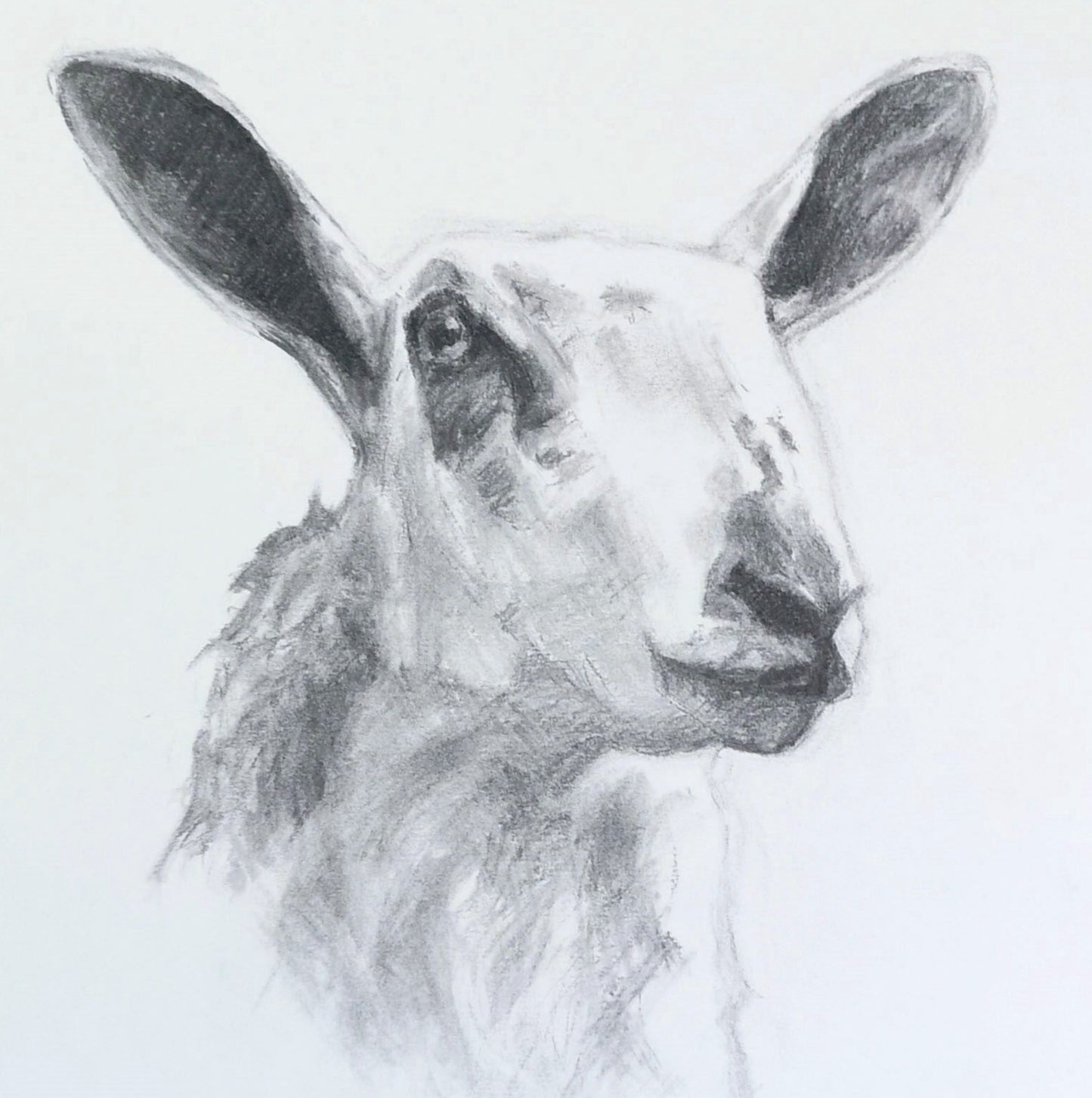 Original Charcoal Drawing - Blue Faced Leicester Sheep