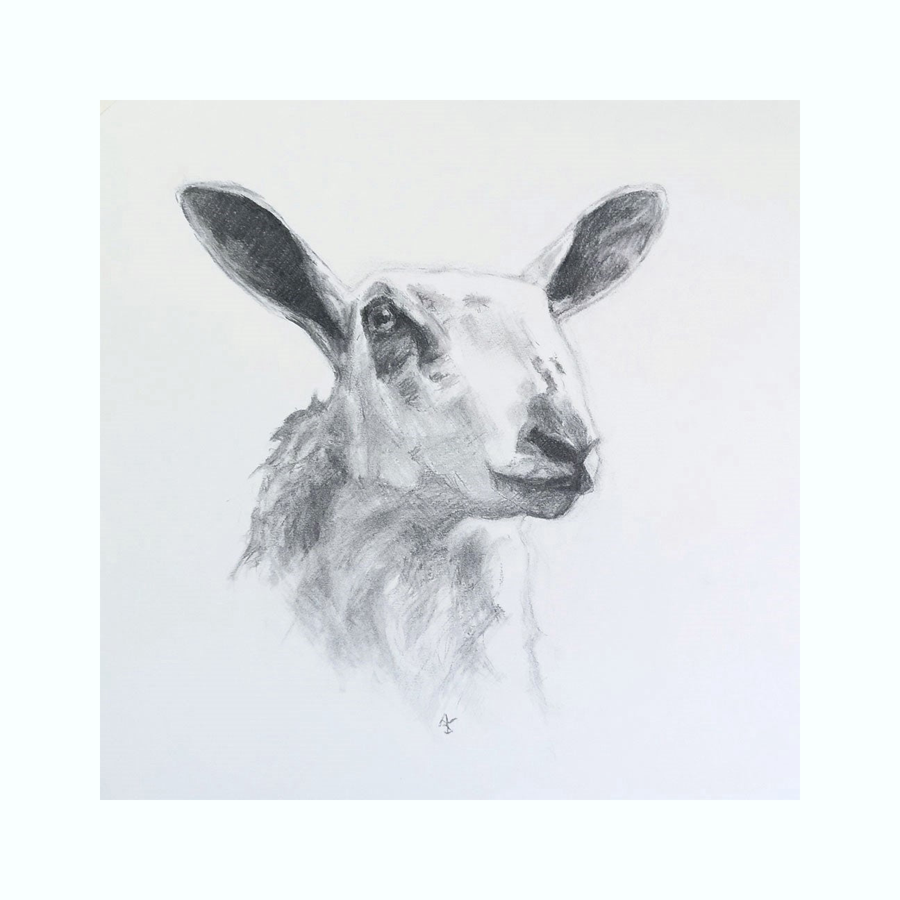Original Charcoal Drawing - Blue Faced Leicester Sheep