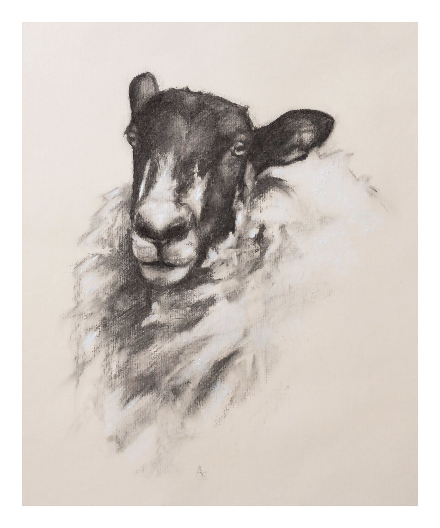 'Pretty Mule Sheep' - 10" x 12" Fine Art Print