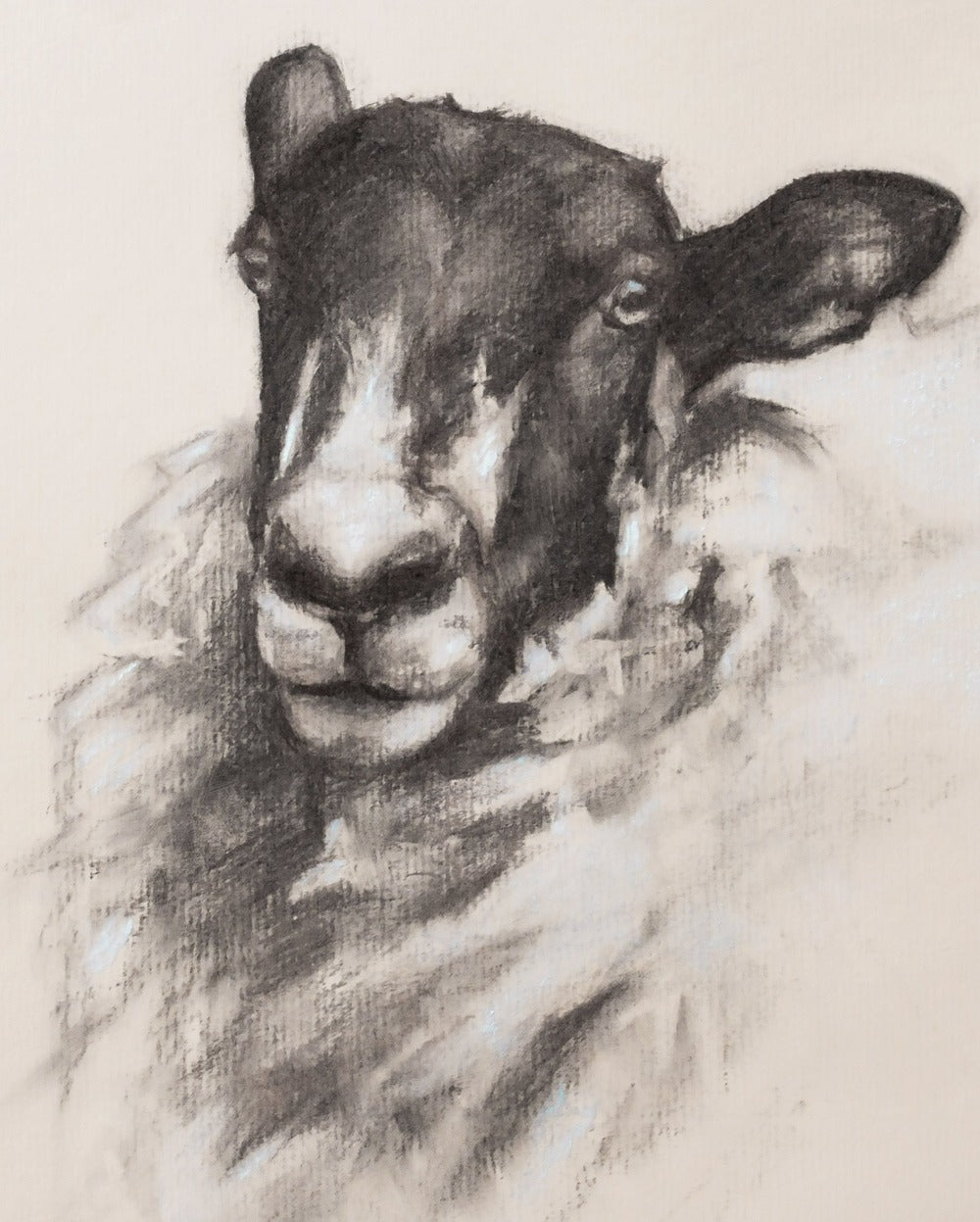 'Pretty Mule Sheep' - 10" x 12" Fine Art Print