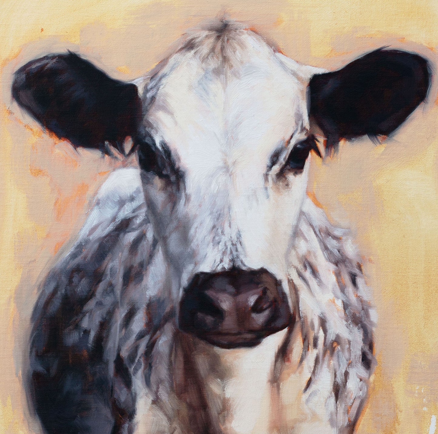 'Speckle Park' Cow - 11" x 14" Giclee Print