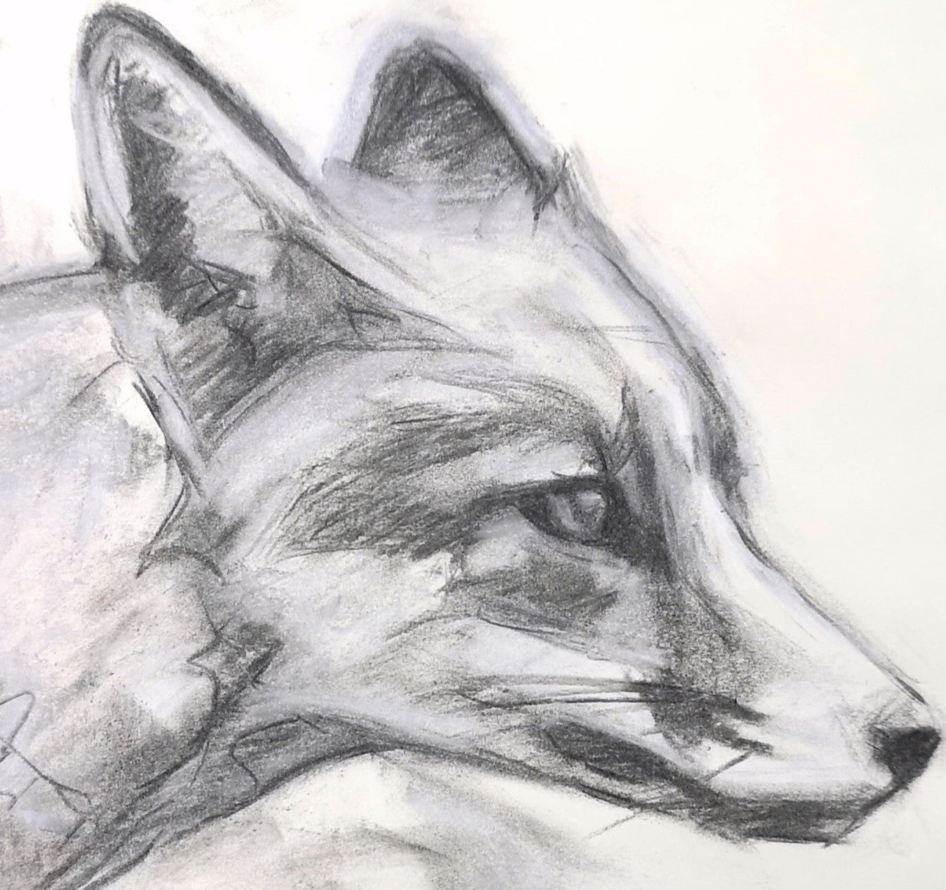 Original Fox Charcoal Drawing