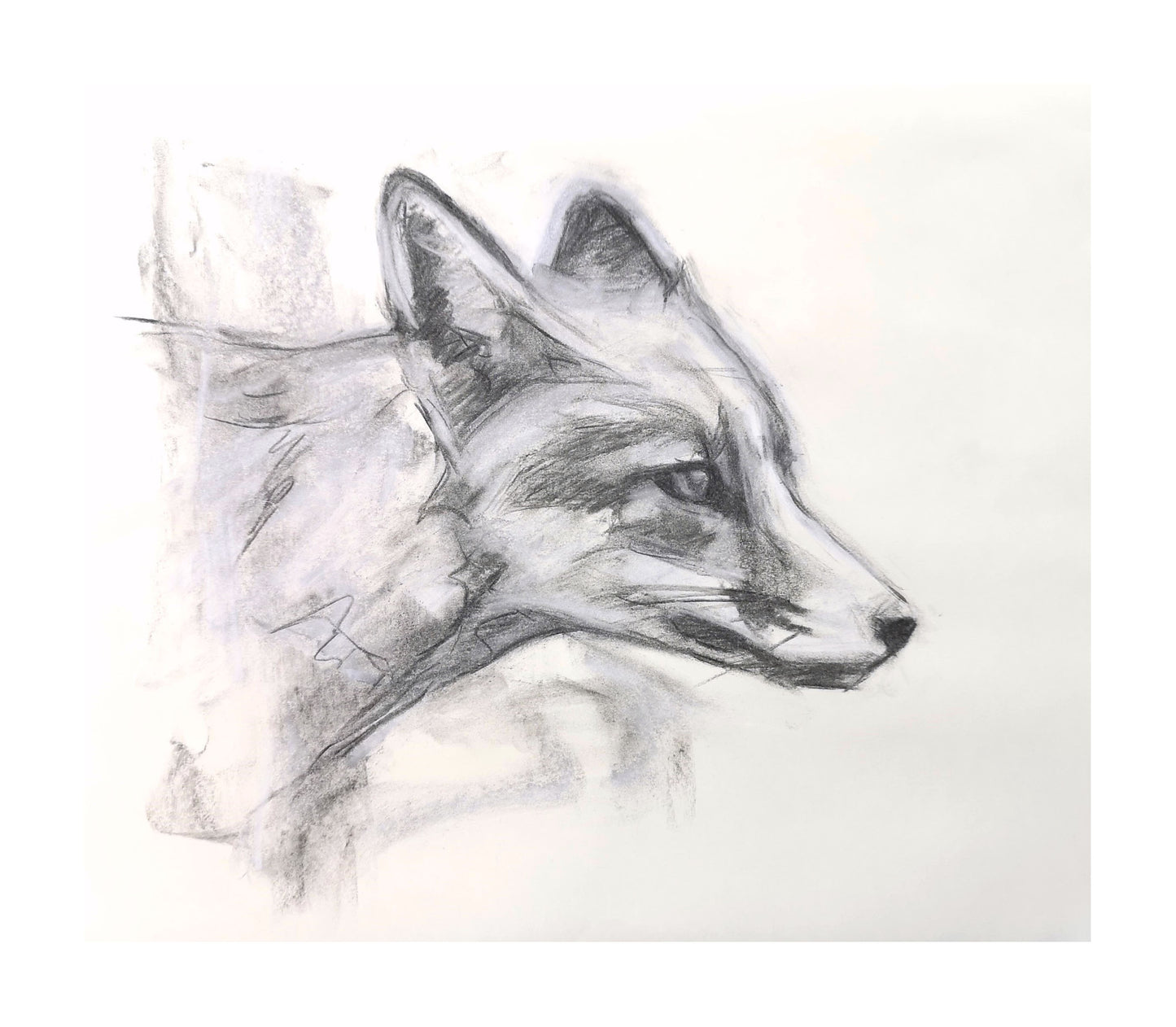 Original Fox Charcoal Drawing