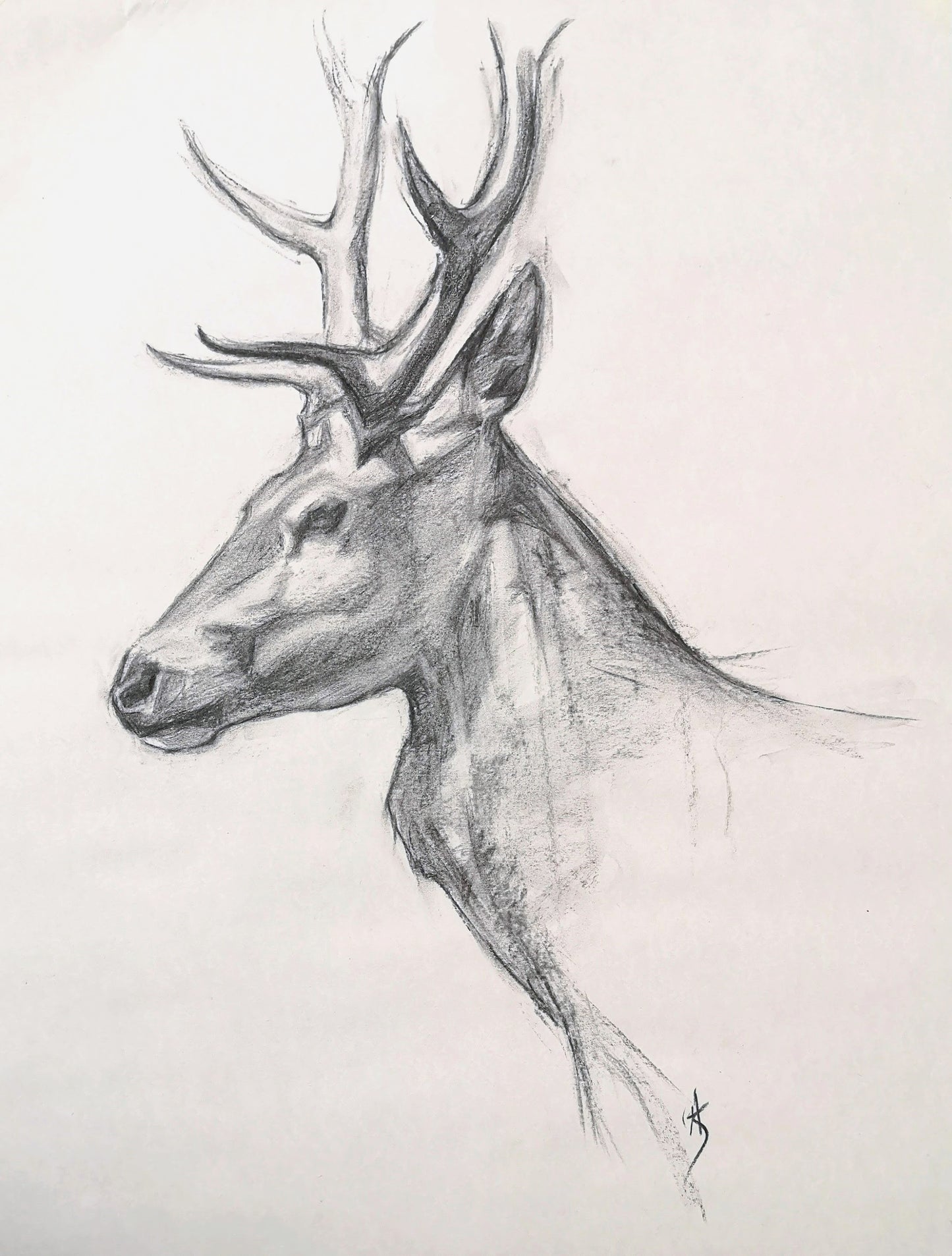 Original Red Stag Charcoal Drawing