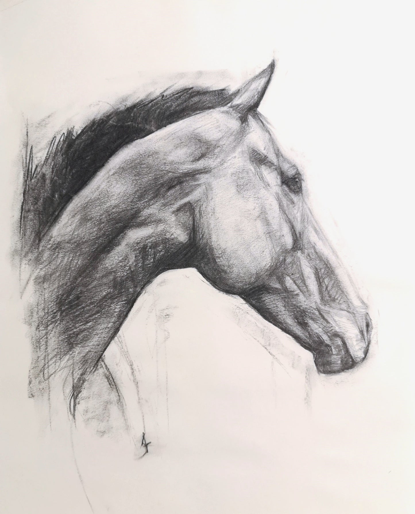 Original Horse Charcoal Drawing