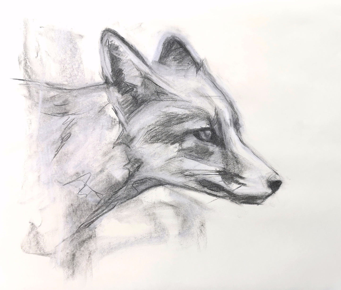 Original Fox Charcoal Drawing